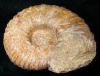 Heavy ( Wide) Mantelliceras Ammonite #15074-2